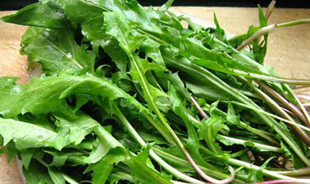 蒲公英 - 菊科多年生草本植物蒲公英别名黄花地丁,婆婆丁,华花郎等.