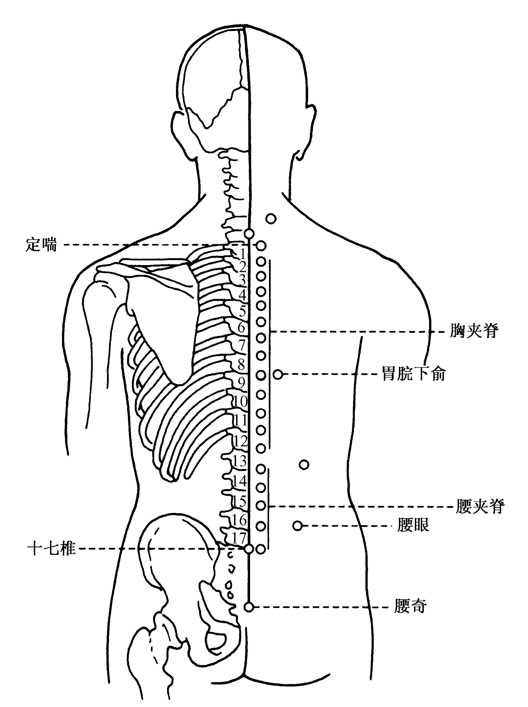 背部经络图反射区图背部经络图反射区图高清图