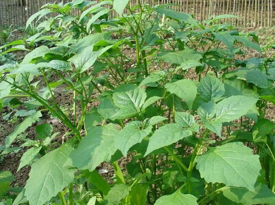 这种野生植物叫白花菜在南方田野到处生长 可作菜食用也可药用