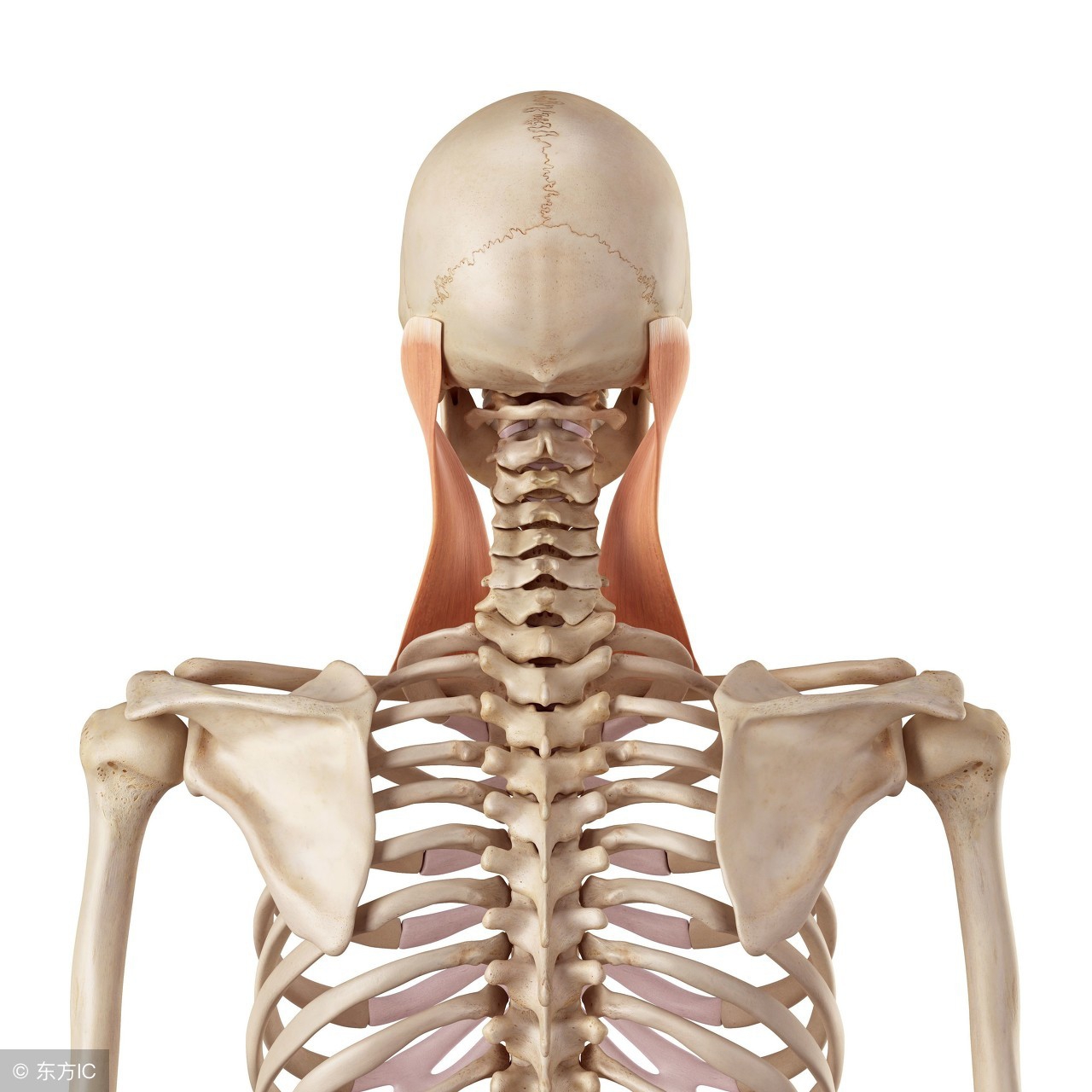 易被忽视的斜颈问题,你注意到了吗?