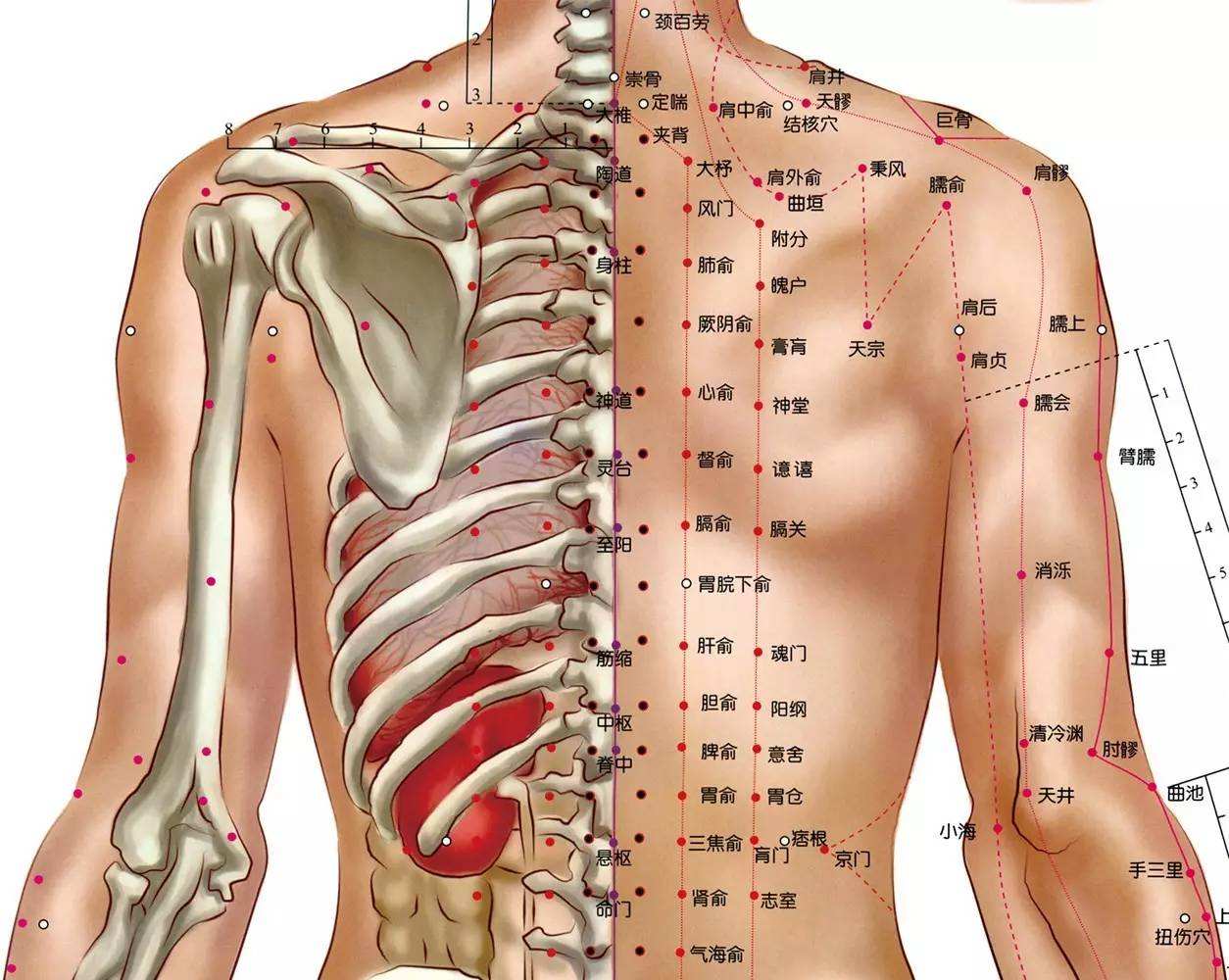 背部经络图反射区图背部经络图反射区图高清图
