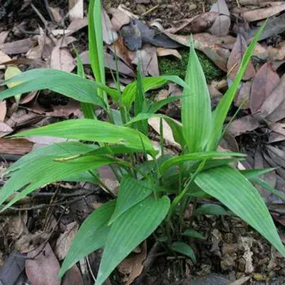 仙鹤草的功效与作用及禁忌(药食同源) - 行就行