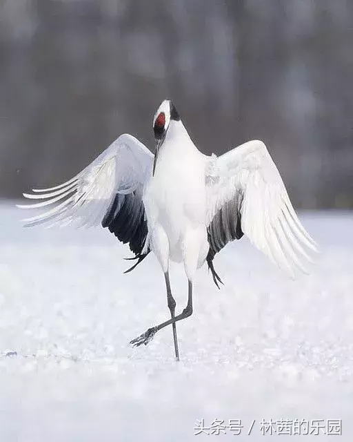 歌咏仙鹤的诗词，鹤舞九天，绿水映仙姿；晴空飞鹤，诗情染碧霄