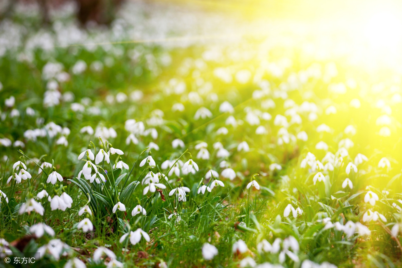 春回大地,万物竞发.河北的小草刚 刚发芽吐绿,细嫩如同碧色的丝线.
