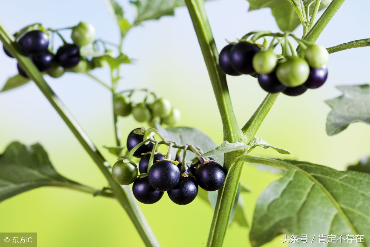 龙葵,天茄子,野葡萄……果子好吃还治病,小时候怎么没多吃些