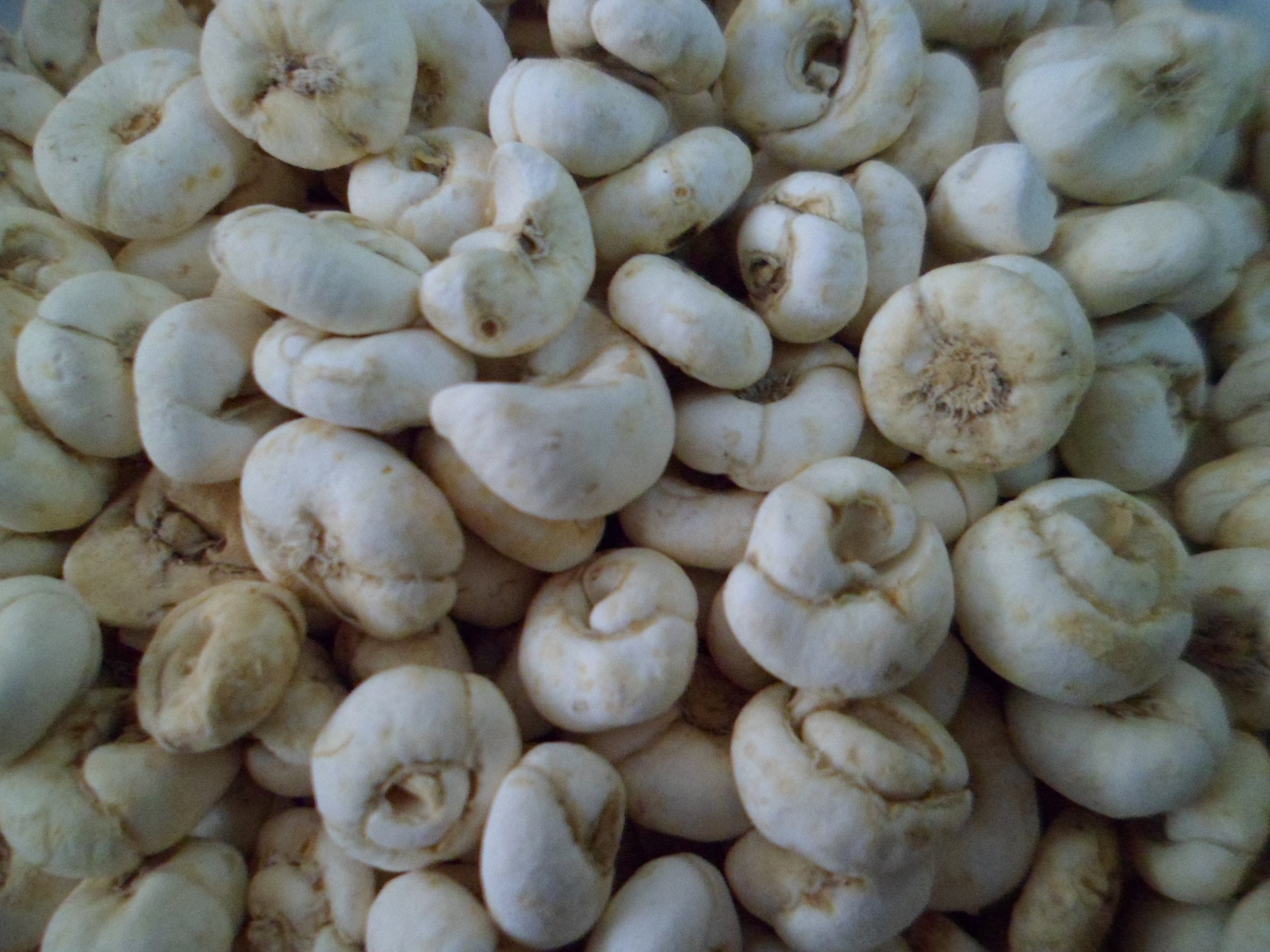 贝母,止咳化痰良药,大自然恩赐的中药