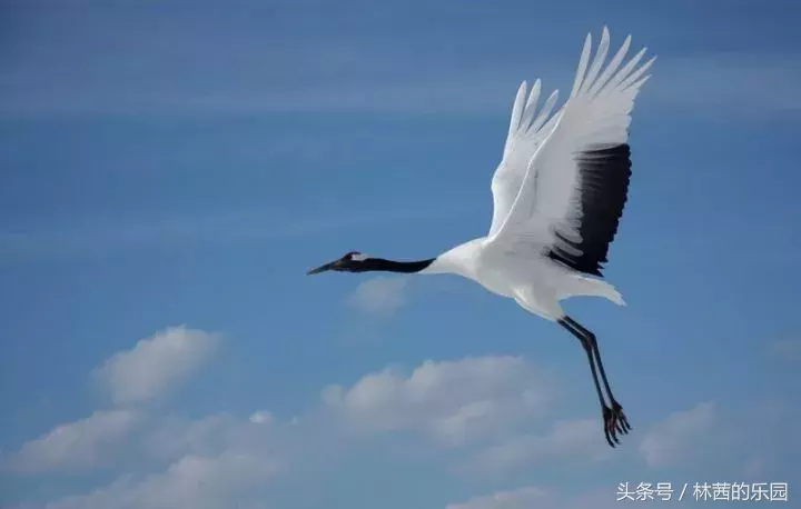 歌咏仙鹤的诗词，鹤舞九天，绿水映仙姿；晴空飞鹤，诗情染碧霄