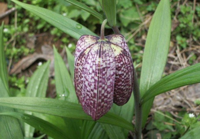 浙贝母的功效与作用及禁忌(贝母) - 行就行