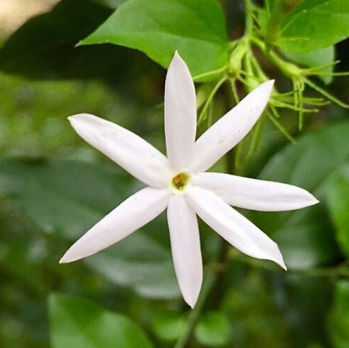 花名大全 名称(职场花名大全 名称) - 泉兴百科