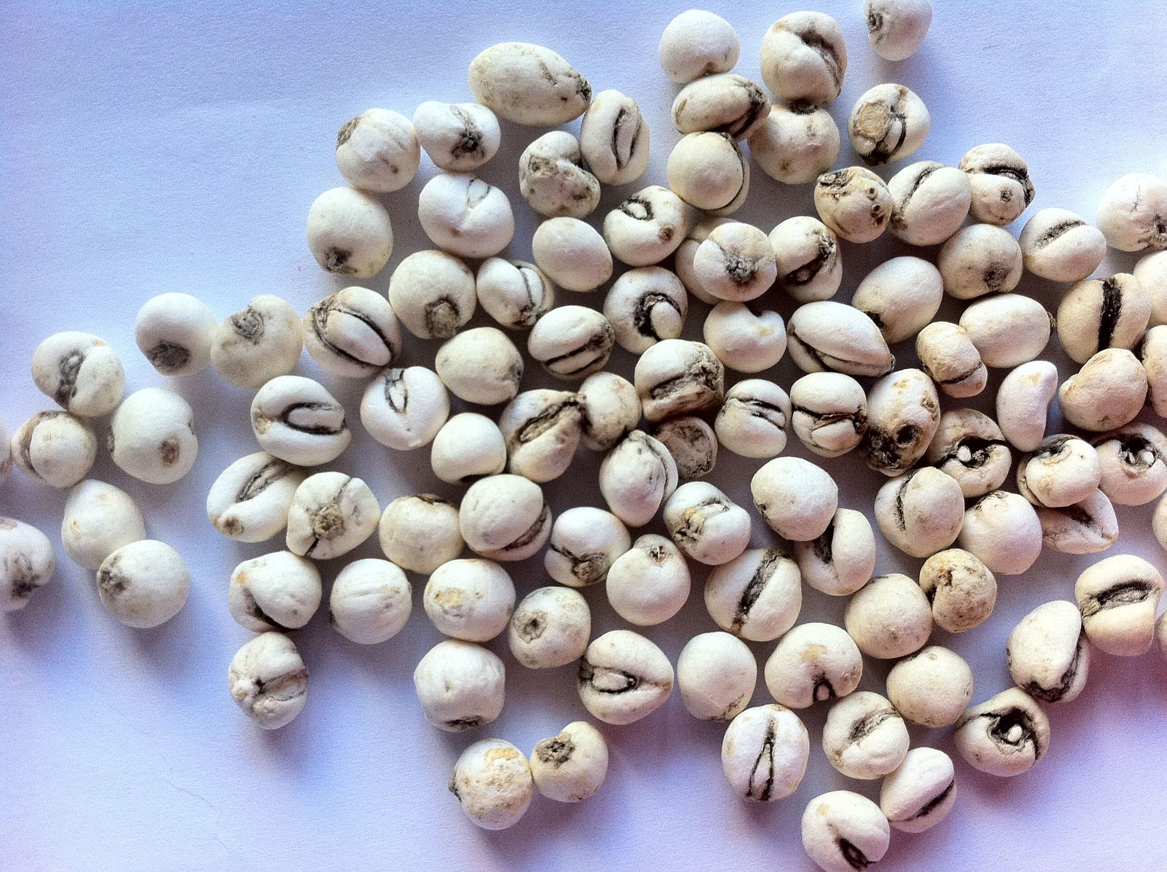 浙贝母的功效与作用及禁忌(贝母) - 行就行