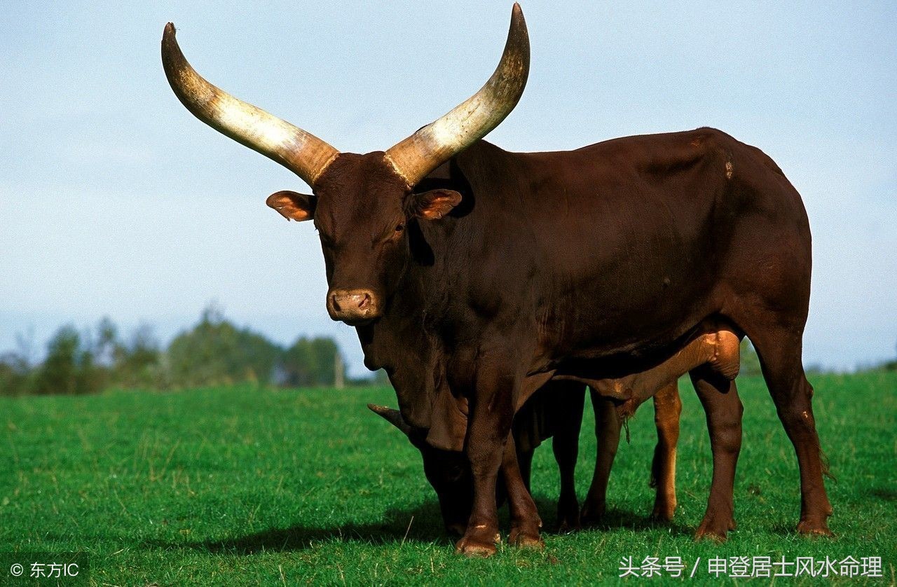 属相命理:12生肖牛的属相命运简析,真的好牛!