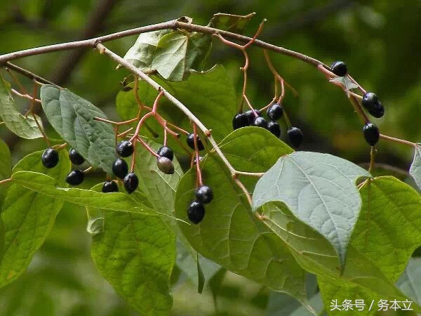 记载非常少———稀花八角枫