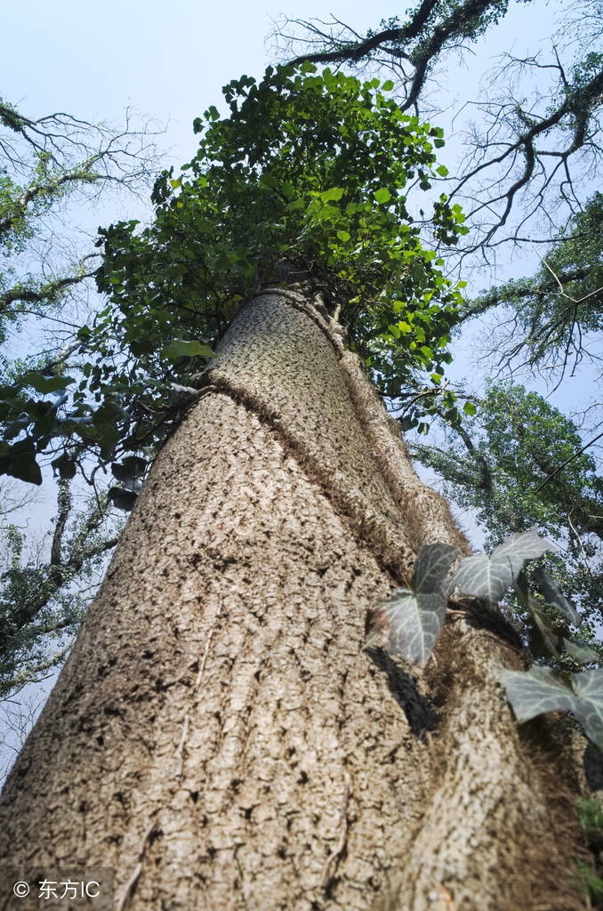 比如甲木七杀为庚金,乙木七杀为辛金,丙火七杀为壬水,丁火七杀为癸水