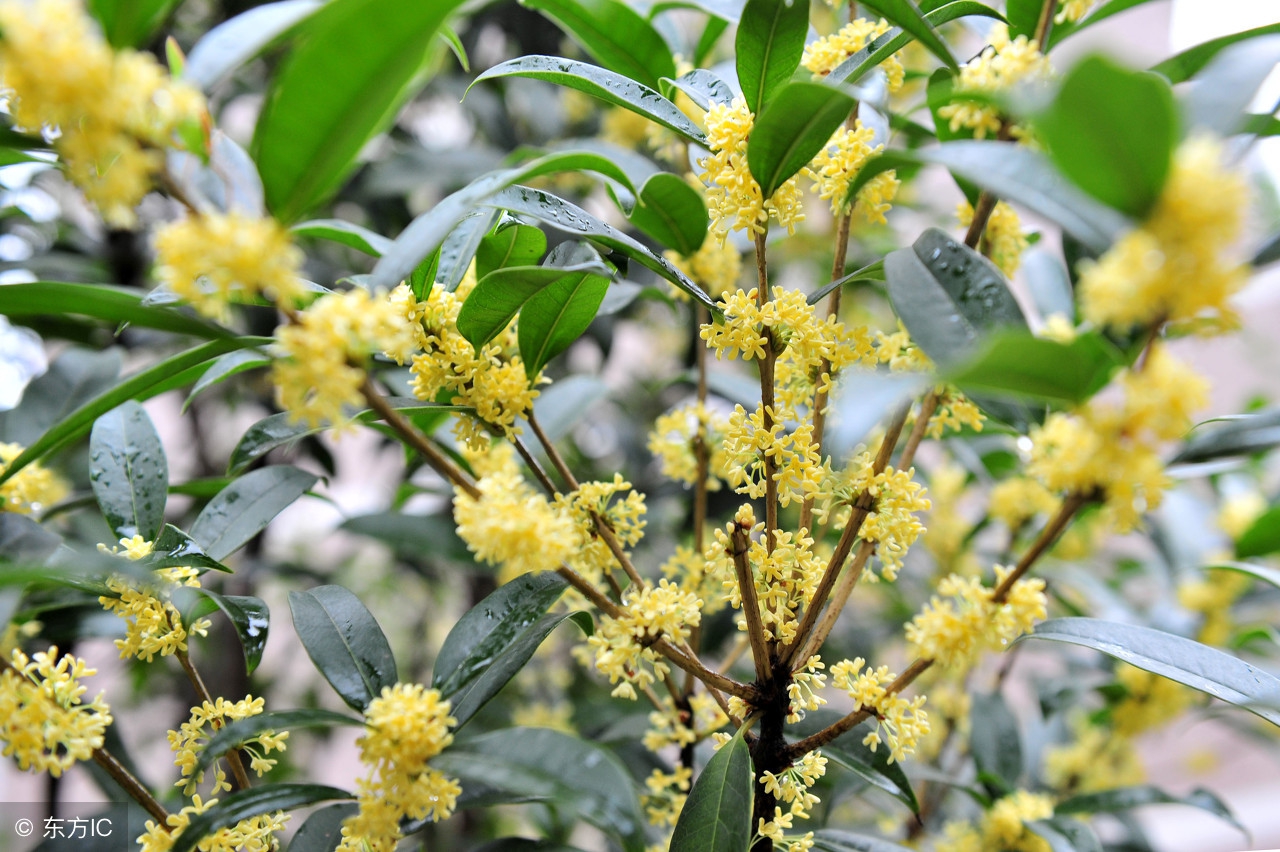 桂花树会结果子吗（桂花树竟只会开花不结果实）