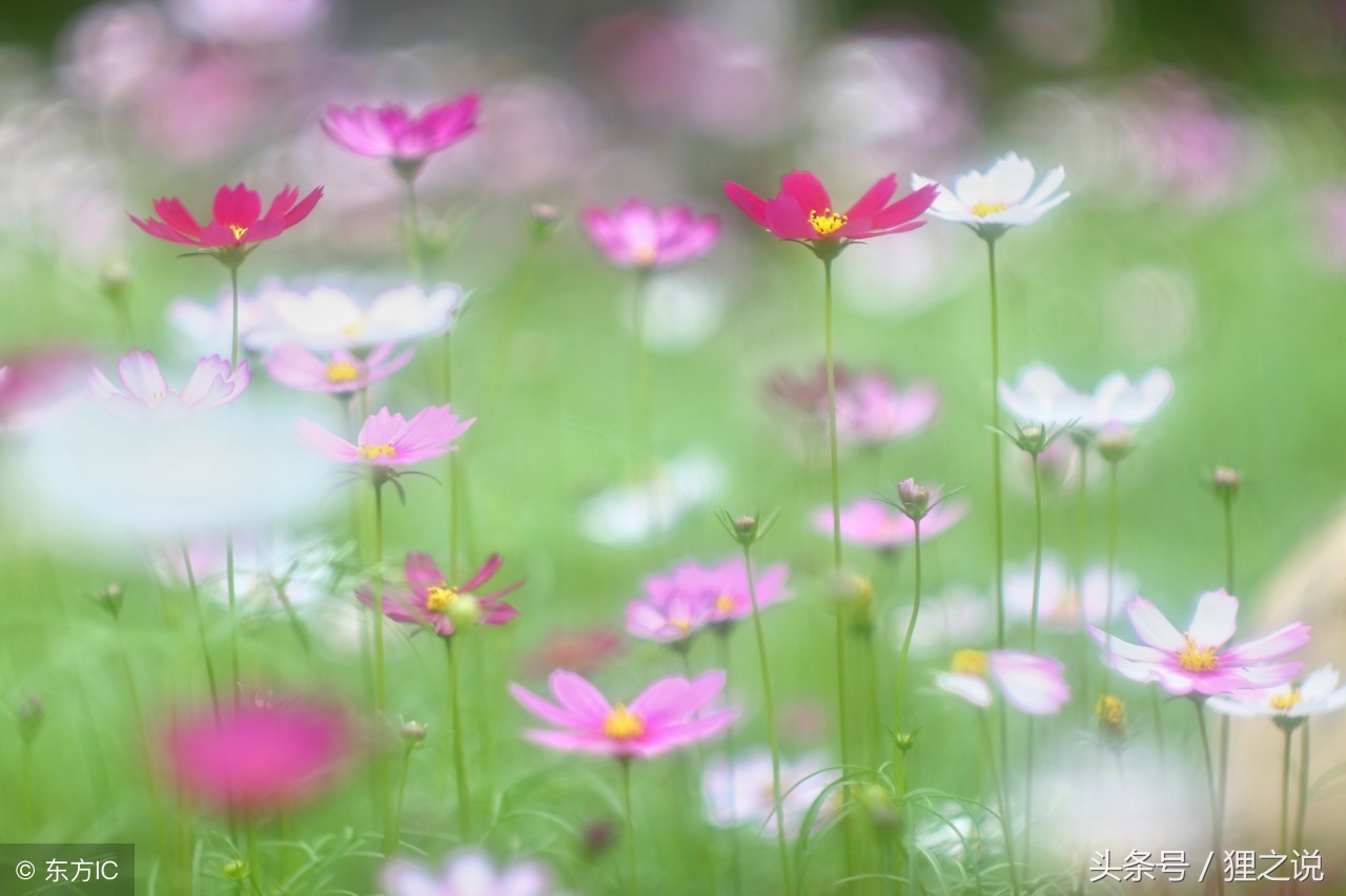 一些关于幸福的句子,唯美