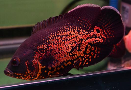 十大受宠的热带观赏鱼.