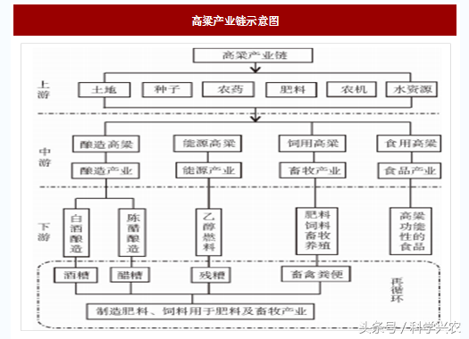 农户请注意咱来说说关于高粱的那些事