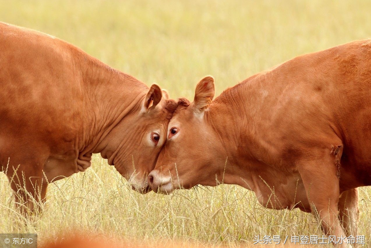 生肖虎和生肖牛配不配呢?这两个属相的人结合之
