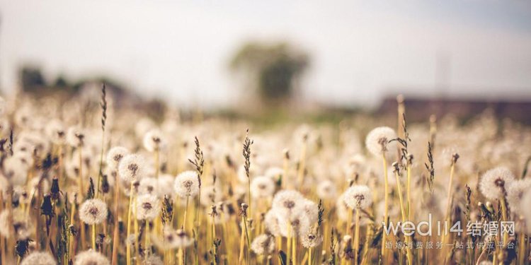 心痛无奈想离婚的句子
