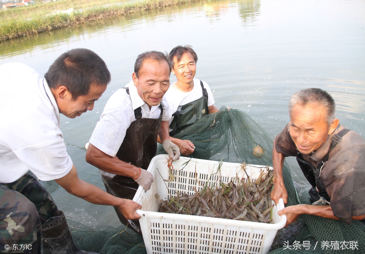 对虾养殖技术方法（对虾养殖技术方法我想网养可次吗）-第3张图片-科灵网