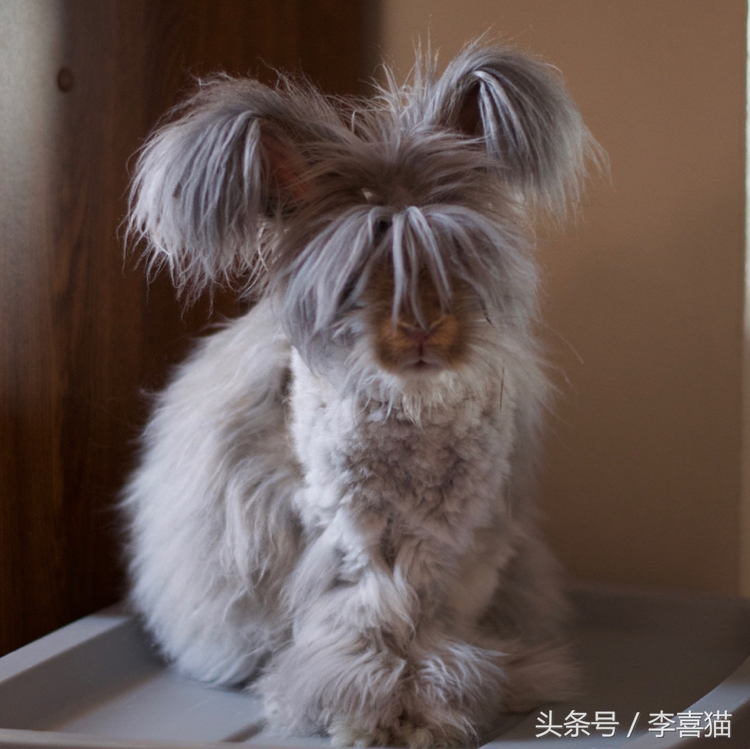 自带忧郁气质的安哥拉兔，这坨毛线球长得太有特色了！