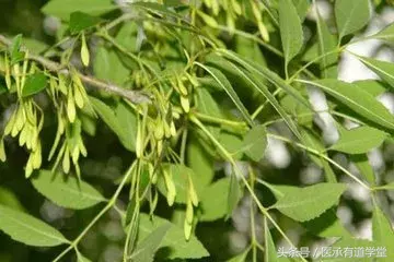 每天最少学一味中药—白鲜皮 | 第 481天