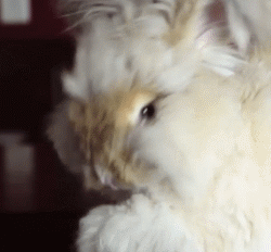 自带忧郁气质的安哥拉兔，这坨毛线球长得太有特色了！