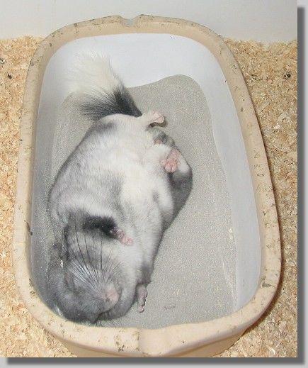 香喷喷的龙猫爱洗澡