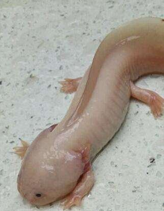 蝾螈有毒吗(蝾螈有毒吗碰到会怎样)-今日热议-热点大事件