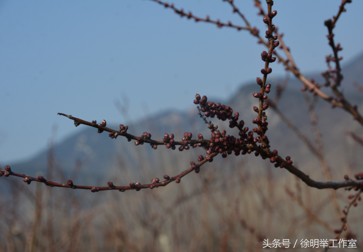 杏树几年开花结果（​杏树的生物学特性及生长特性）