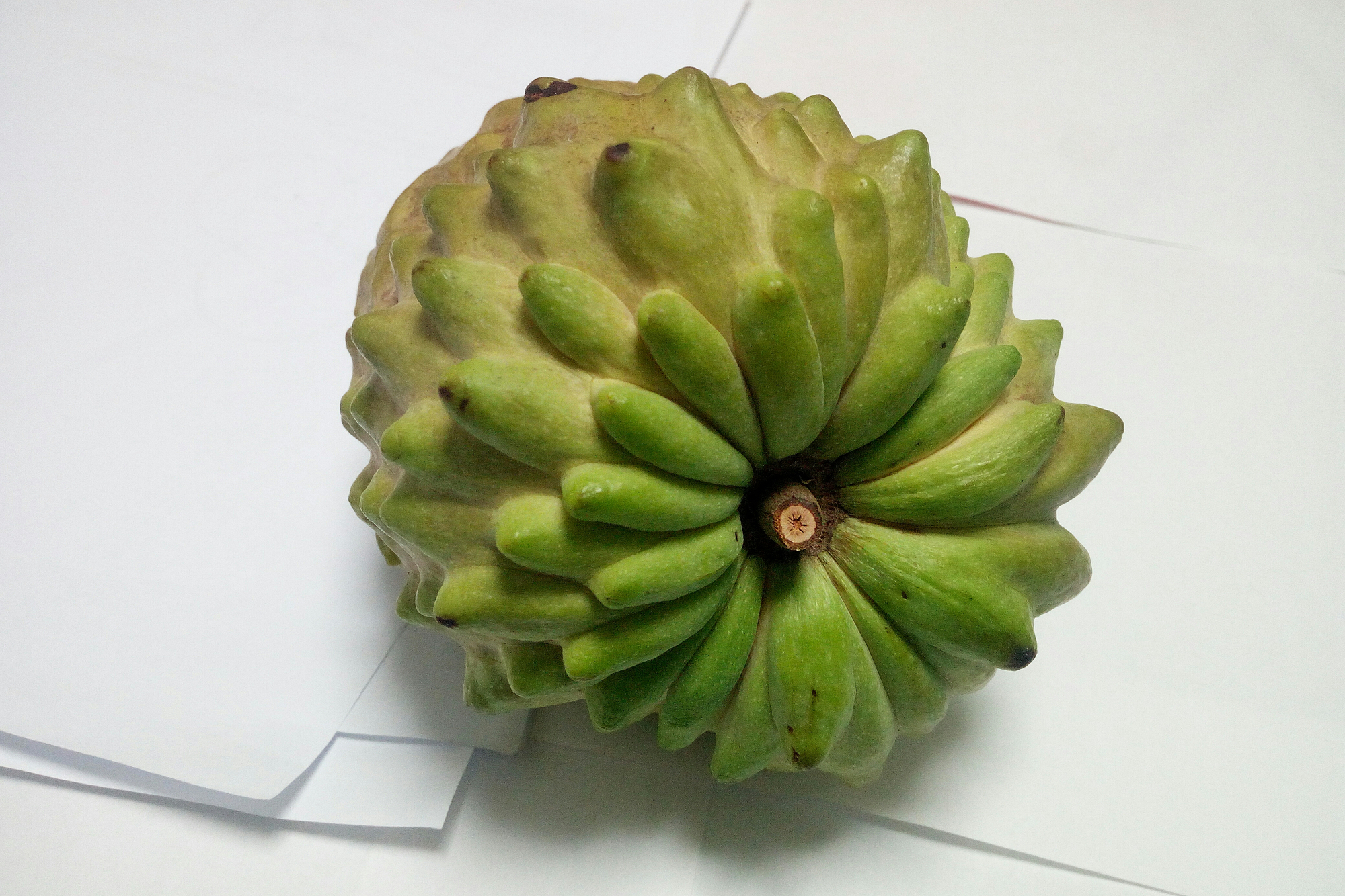 因为它的果实也是崎岖不平,也长了一副像佛祖脑壳一样的尊贵之相