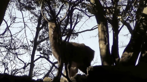 这群日本猕猴为何跳上梅花鹿开始做羞羞的事？