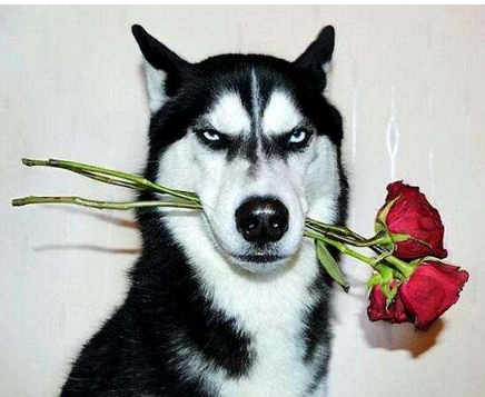 「python3」如何建立爬虫代理ip池