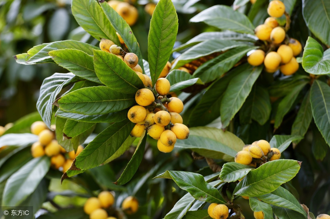 感人至深的美文《项脊轩志》原文和译文，最后一句让人潸然泪下！