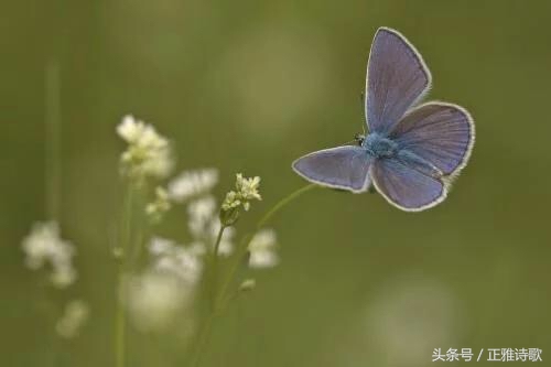 七律《曲江二首》唐·杜甫