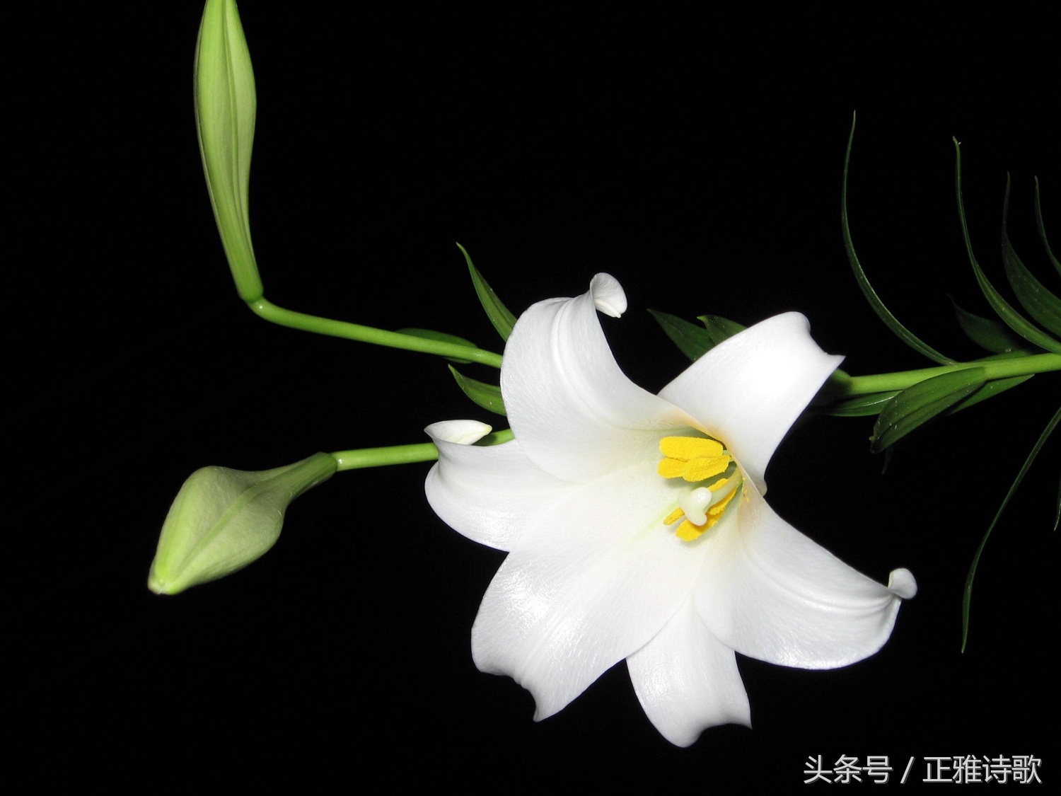 七律《曲江二首》唐·杜甫