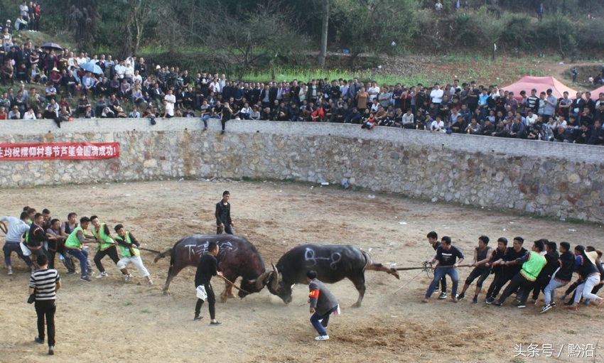 贵州斗牛总决赛(贵州凯里：苗寨牛王争霸赛 两个大家伙拼了！)