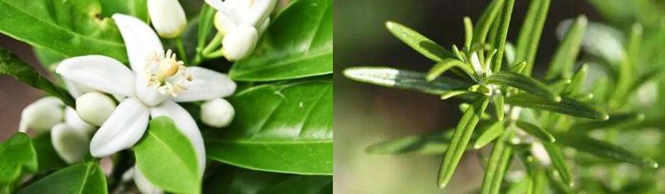 在车里挂上这只“口红”，让你的车内清新一整年