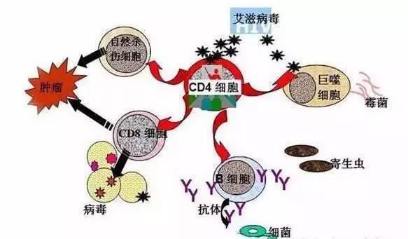 年纪越大免疫力越差，到底为啥？协和专家绘出免疫系统衰老趋势图