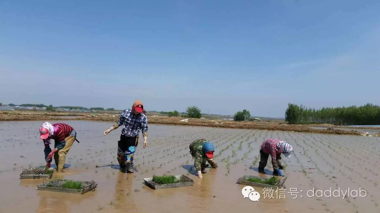 小麦杯子是什么材料做的(小麦秸秆做的杯子，你还真信啊？)