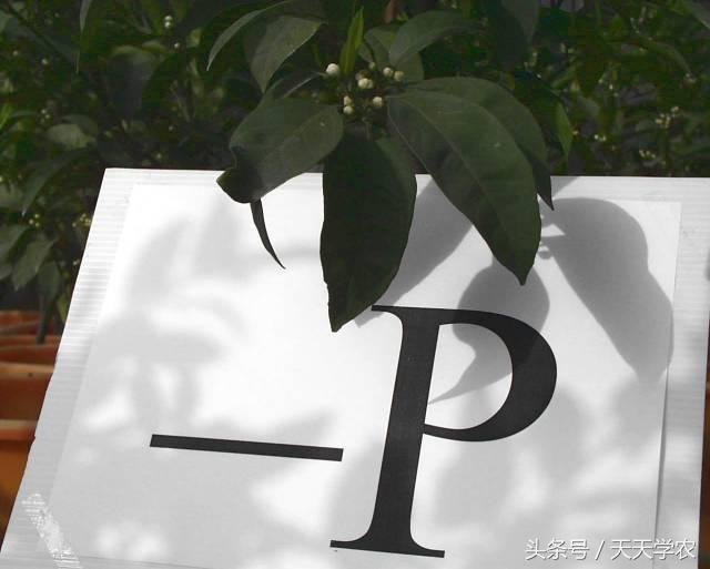 柑橘“黄化”可能不是病，只是跟你讨“债”来了！