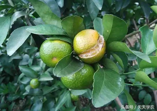 柑橘“黄化”可能不是病，只是跟你讨“债”来了！