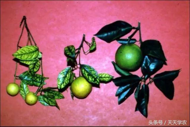 柑橘“黄化”可能不是病，只是跟你讨“债”来了！
