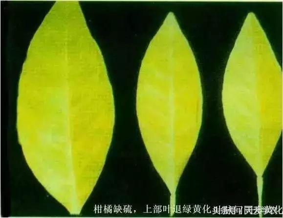 柑橘“黄化”可能不是病，只是跟你讨“债”来了！