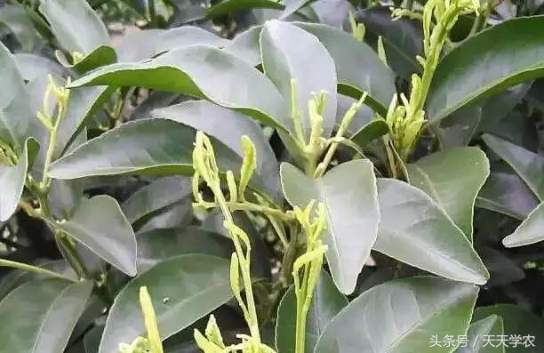 柑橘“黄化”可能不是病，只是跟你讨“债”来了！
