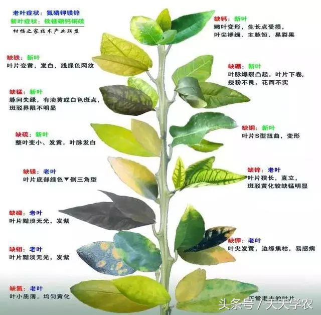 柑橘“黄化”可能不是病，只是跟你讨“债”来了！