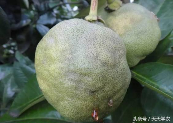 柑橘“黄化”可能不是病，只是跟你讨“债”来了！