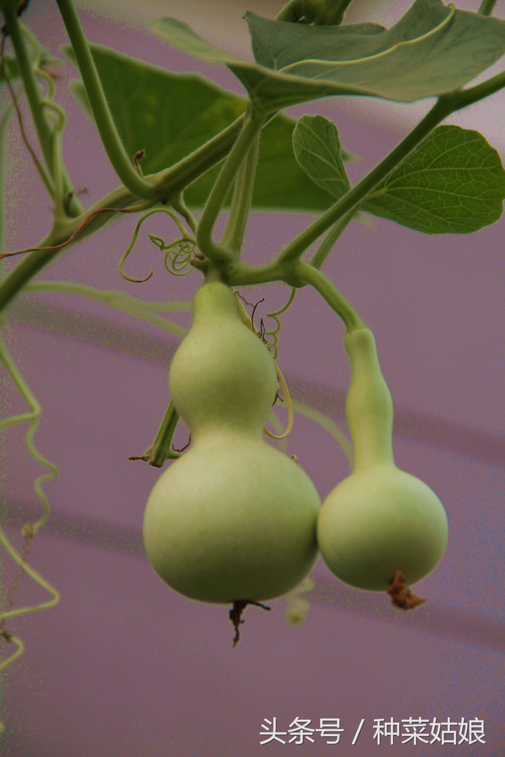 手捻葫芦种植时间和方法(手捻葫芦种植时间和方法图解)-第4张图片-科