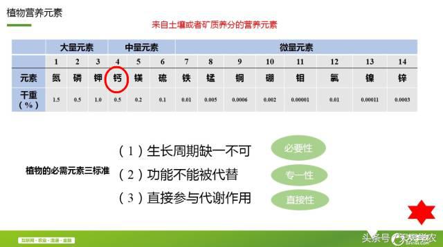 柑橘“黄化”可能不是病，只是跟你讨“债”来了！