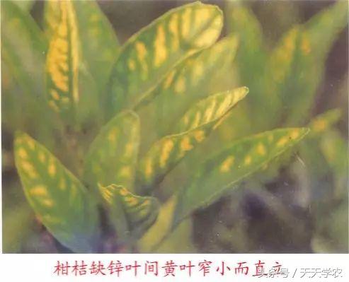 柑橘“黄化”可能不是病，只是跟你讨“债”来了！